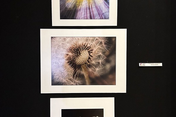 Three mounted photographs displayed vertically: an abstract motion blur in yellow tones, a close-up of a dandelion seed head, and a wilted tulip on a dark wooden surface.