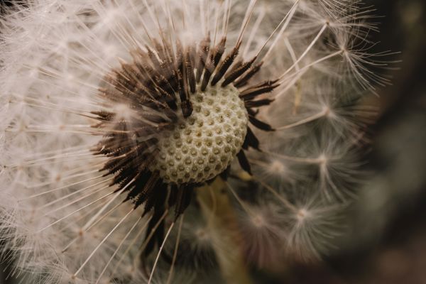 Close-up of a dandelion seed head with many seeds dispersed, showing detailed texture of the central core and remaining seed stems.