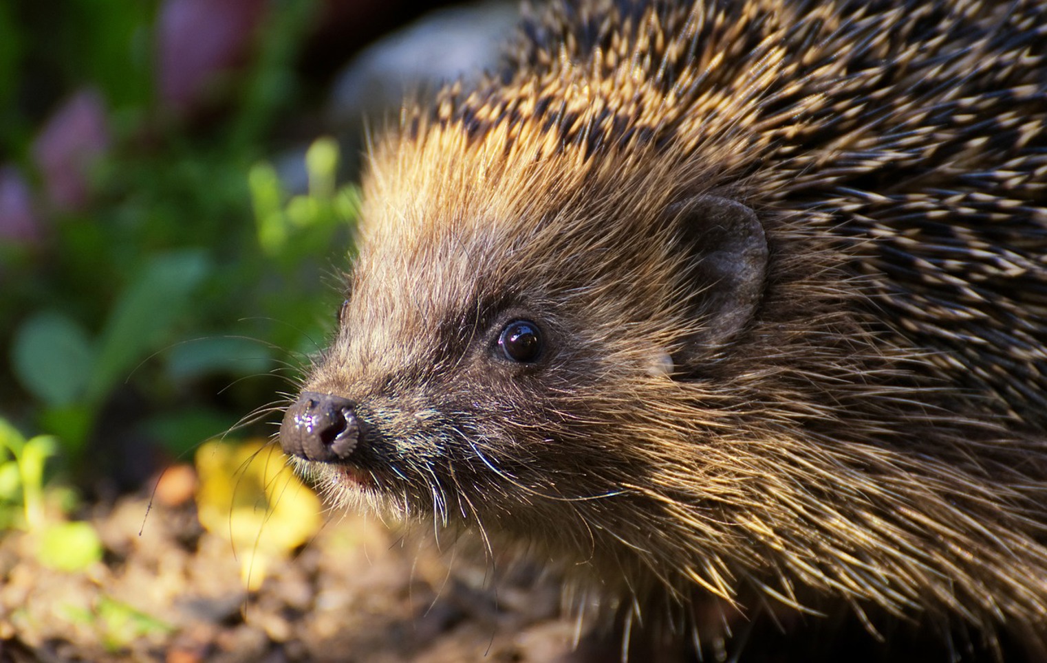 Close-up of a hedgehog in natural light, showing its detailed spines, nose, and whiskers as it sniffs around on the forest floor.