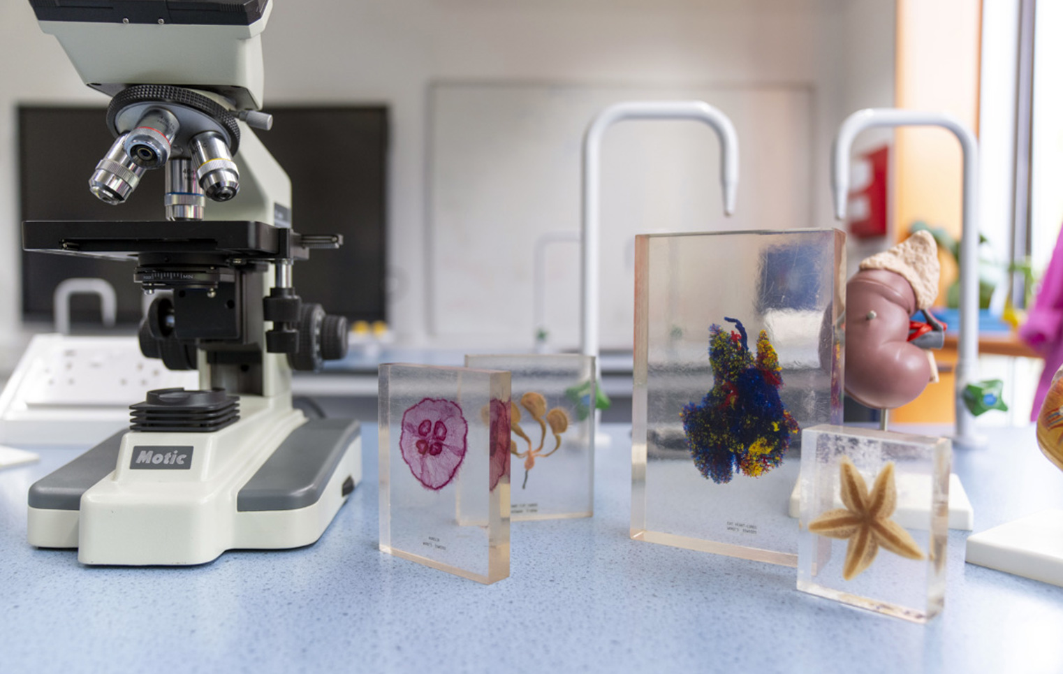 A close-up of a microscope and glass slides with preserved specimens on a science lab bench, perfect for exploring the tiny wonders of biology
