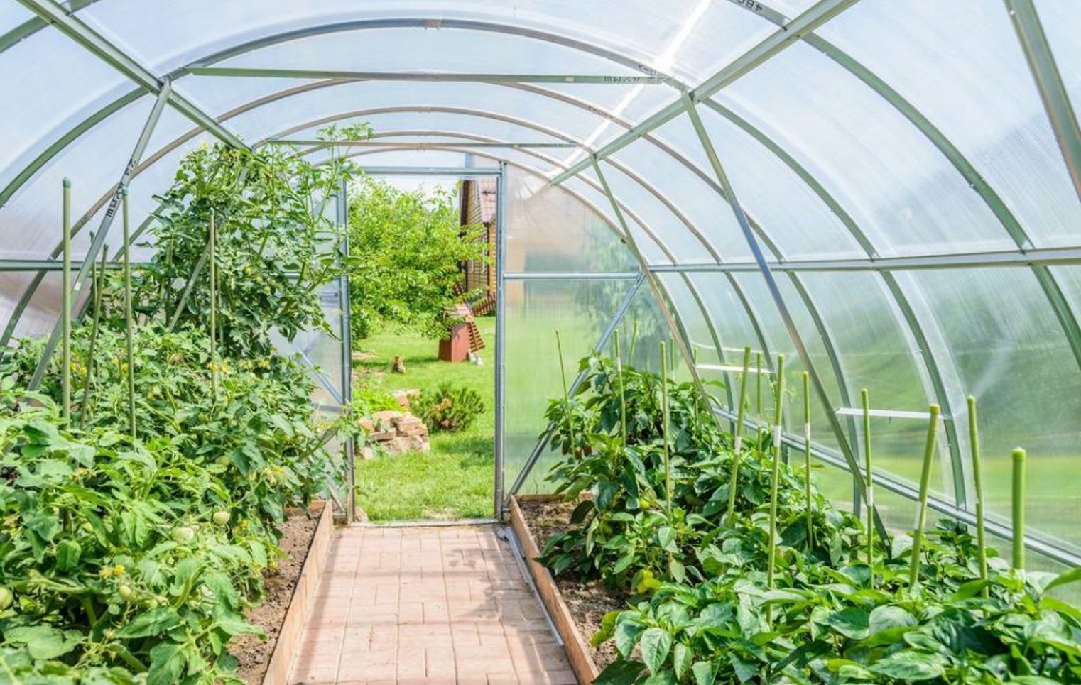 View inside a greenhouse filled with rows of leafy green plants, with sunlight streaming through the curved transparent roof and a garden visible outside.