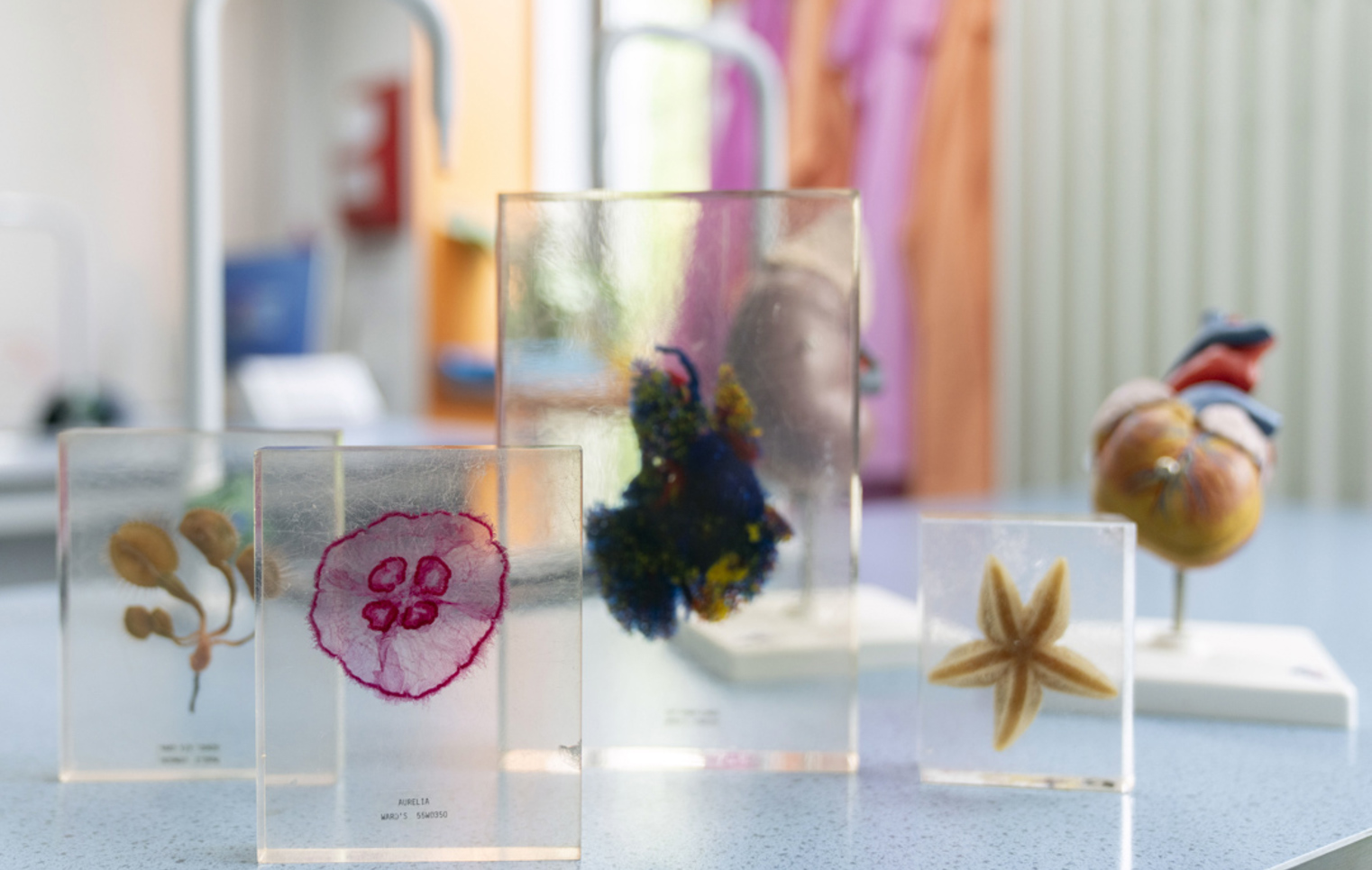 A row of preserved biological specimens in clear blocks sits on a lab bench, with a colourful heart model and bright lab coats in the background—science class is in session and full of curiosity